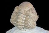 Detailed, Enrolled Lochovella (Reedops) Trilobite - Oklahoma #77995-5